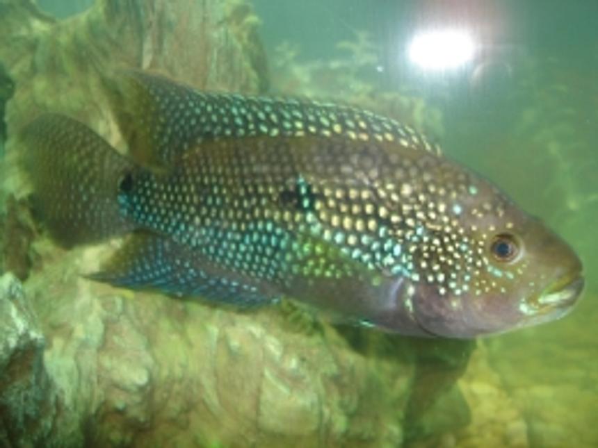 Rated #115: Freshwater Fish - Nandopsis Octofasciatum - Jack Dempsey Stocking In 55 Gallons Tank - Jack Dempsey