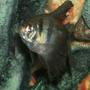 freshwater fish - gymnocorymbus sp. - black skirt tetra stocking in 30 gallons tank - one of my black skirt tetra