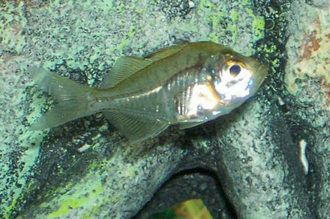 freshwater fish - parambassis ranga - indian glassfish stocking in 30 gallons tank - this is my glass fish