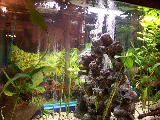 30 gallons planted tank (mostly live plants and fish) - onother 30 g tank