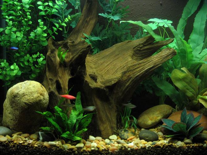 15 gallons freshwater fish tank (mostly fish and non-living decorations) - 15 Gallon