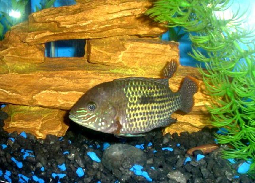 Rated #1832: Freshwater Fish - Aequidens Rivulatus - Green Terror Stocking In 55 Gallons Tank - 55 GAL....Tha home of my fishes....8" PACU, 7" OSCAR, 3 1/2 " GREEN TERROR, 3" CONVICT AND 1" JACK DEMPSEY......