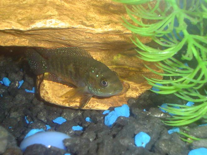 freshwater fish - aequidens rivulatus - green terror stocking in 55 gallons tank - 55 GAL....Tha home of my fishes....8" PACU, 7" OSCAR, 3 1/2 " GREEN TERROR, 3" CONVICT AND 1" JACK DEMPSEY......