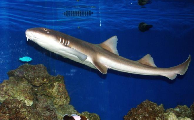 saltwater fish - brown banded bamboo shark - Adult Brown Banded Bamboo Shark