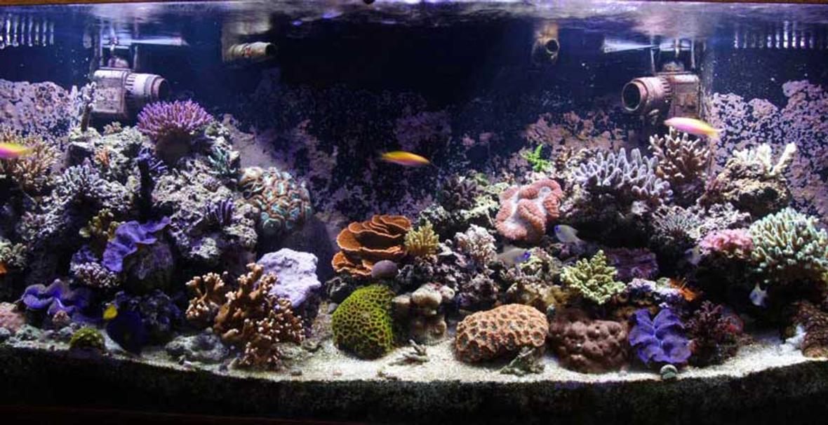 110 gallons reef tank (mostly live coral and fish) - Full Tank