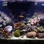 110 gallons reef tank (mostly live coral and fish) - Full Tank