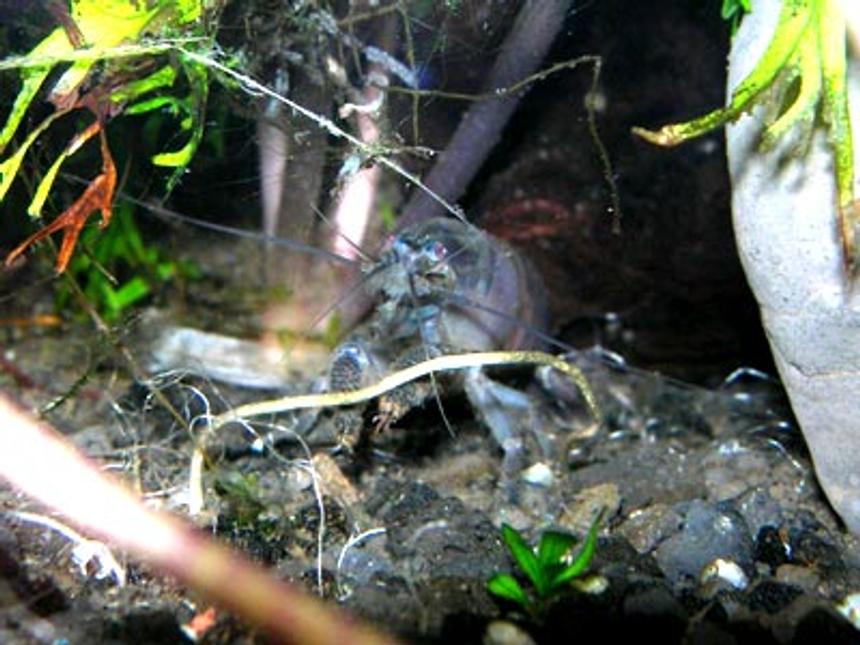 Rated #50: Corals Inverts - Atya Gabonensis - Filter Shrimp Stocking In 46 Gallons Tank - filter shrimp