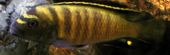 freshwater fish - pseudotropheus flavus stocking in 50 gallons tank - Who's Your Daddy?
Pseudotropheus flavus