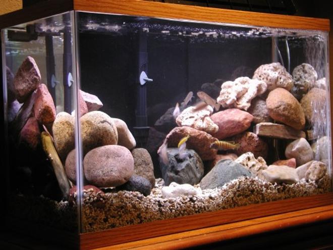 50 gallons freshwater fish tank (mostly fish and non-living decorations) - 29 gal. mbuna tank