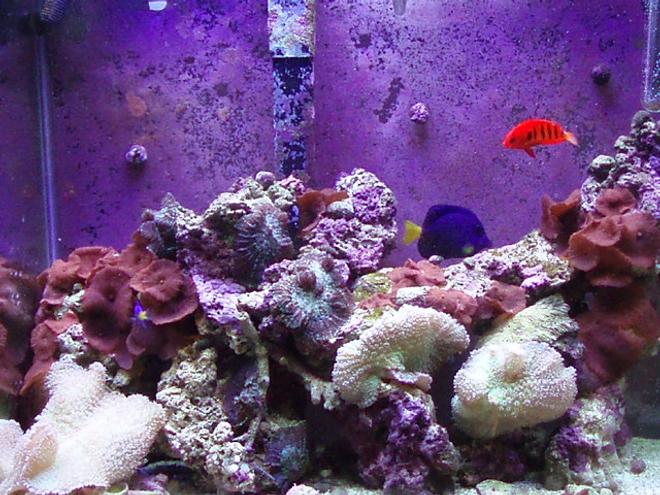 reef tank (mostly live coral and fish) - 30 gallon Tall 24x12x24. PC lights two 65 watt bulbs with nite light all running of coral life timer.
purple tang, flame angel and yellow tail damsel.
mushroom coral.