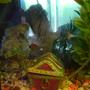 3 gallons freshwater fish tank (mostly fish and non-living decorations) - My small cold water fish tank