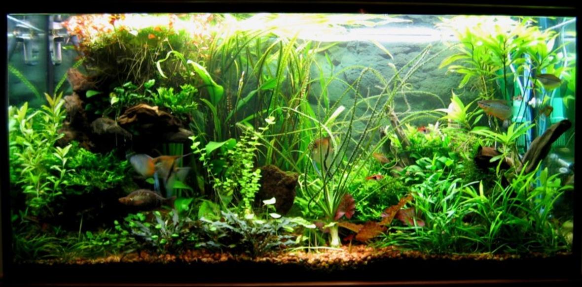 75 gallons planted tank (mostly live plants and fish) - The Jungle