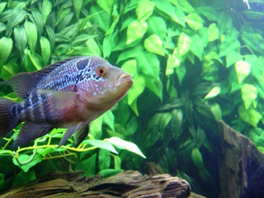 Rated #82: Freshwater Fish - Cichlasoma Sp. - Flower Horn Cichlid Stocking In 72 Gallons Tank - Flowerhorn.