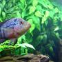 freshwater fish - cichlasoma sp. - flower horn cichlid stocking in 72 gallons tank - Flowerhorn.