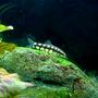 freshwater fish - botia sidthimunki - dwarf loach stocking in 46 gallons tank - dwarf chain loach