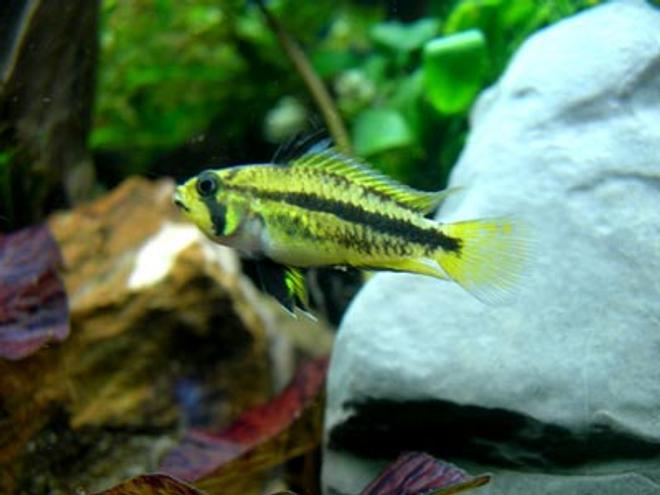 freshwater fish - apistogramma cacatuoides - dwarf cichlid stocking in 46 gallons tank - Apistogramma Cacatuoides - Triple Red female
