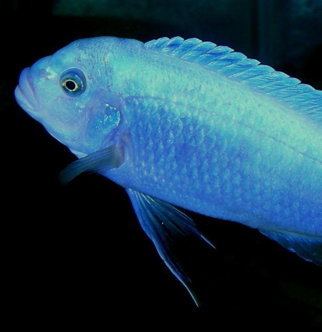 freshwater fish - maylandia callainos - blue cobalt cichlid stocking in 75 gallons tank - Male Pseudotropheus Zebra "cobalt (aka Maylandia or Mettriaclima callainos)  I wish the scientific community would come to a taxonomic concensus already!