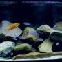 75 gallons freshwater fish tank (mostly fish and non-living decorations) - 75 gallon all mbuna tank. Doing my best to make it look like Lake Malawi. It's a matter of taste I guess, but some of the Malawi tanks on this site are just rediculously BAD.