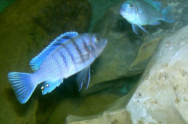 freshwater fish - cynotilpia afra - hai reef stocking in 75 gallons tank - Juvi Cynotilapia afra Hai Reef on left.
Juvi Pseudo. cobalt on right