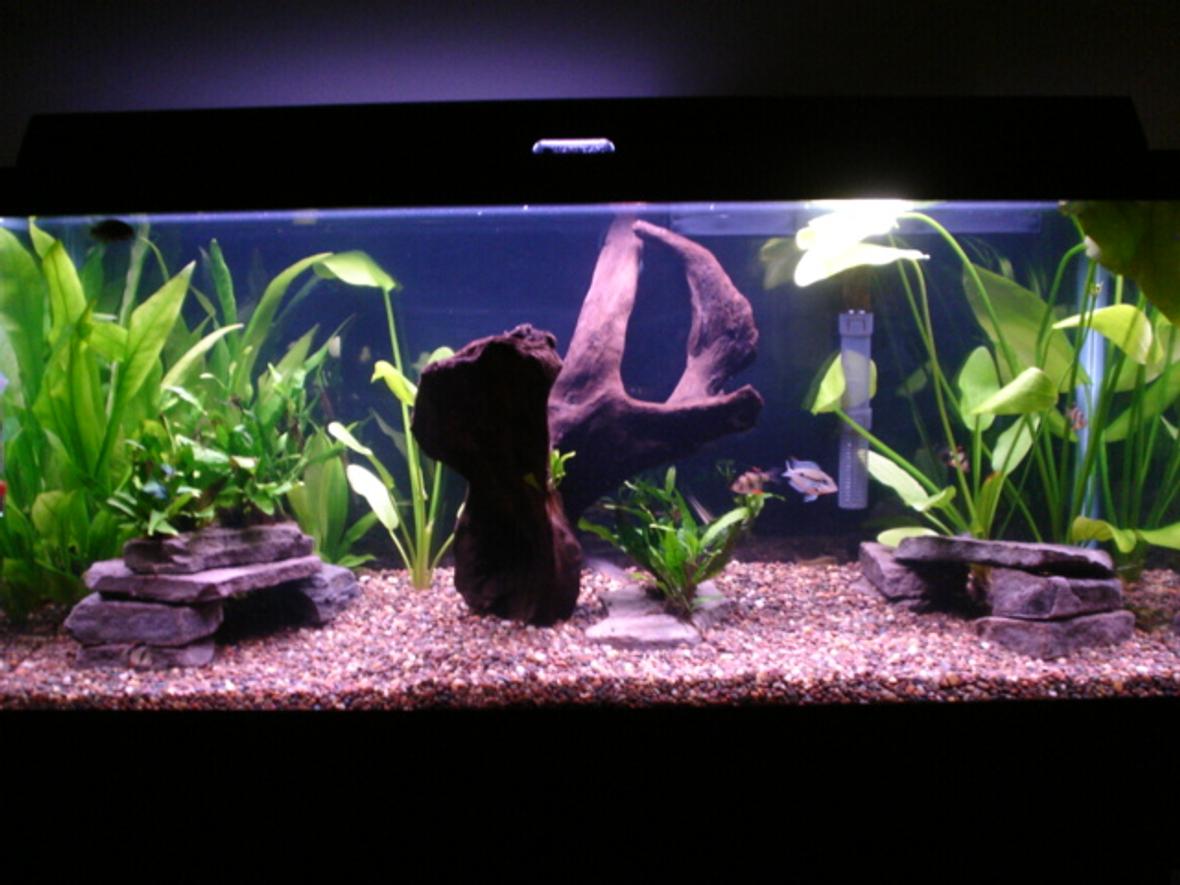30 gallons planted tank (mostly live plants and fish) - 30 gallon planted tank