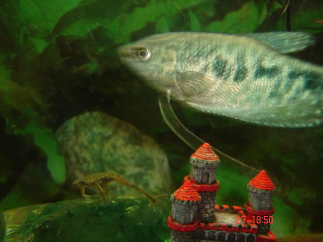 freshwater fish - trichogaster trichopterus - opaline gourami stocking in 30 gallons tank - my african dwarf froggie and my oplaine gourami