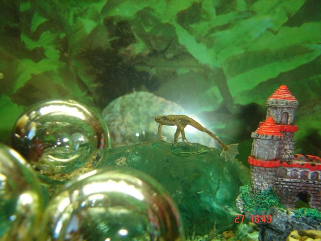 corals inverts - hymenochirus boettgeri - african dwarf frog stocking in 30 gallons tank - my african dwarf froggie