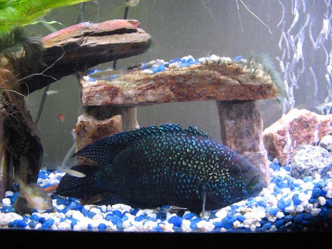 freshwater fish - nandopsis octofasciatum - jack dempsey stocking in 55 gallons tank - Jack Dempsey (center) and cory cat fish (left) w/ various feeder fish.