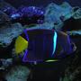 saltwater fish - holacanthus passer - passer angelfish stocking in 125 gallons tank - Passer Angel