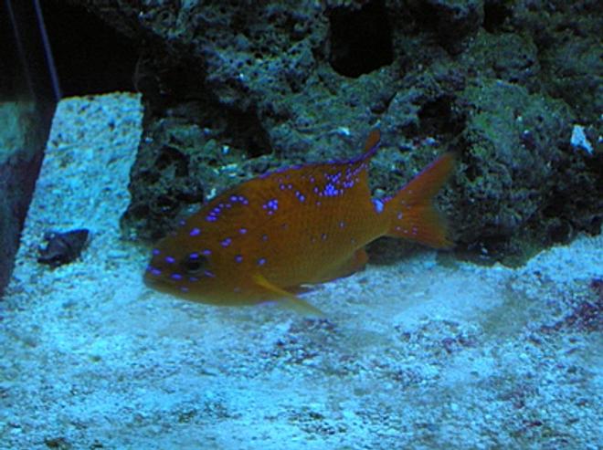 saltwater fish - hypsypops rubicunda - garabaldi damsel stocking in 125 gallons tank - Garibaldi