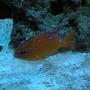saltwater fish - hypsypops rubicunda - garabaldi damsel stocking in 125 gallons tank - Garibaldi