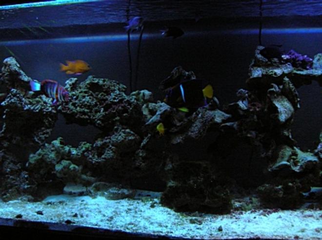 125 gallons saltwater fish tank (mostly fish, little/no live coral) - Majority of the Fish (Bad Picture)