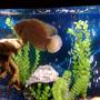 freshwater fish - astronotus ocellatus - albino oscar stocking in 55 gallons tank - 55 GAL....Tha home of my fishes....8" PACU, 7" OSCAR, 3 1/2 " GREEN TERROR, 3" CONVICT AND 1" JACK DEMPSEY......