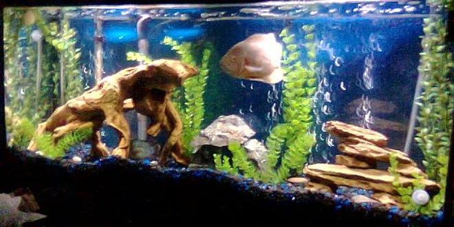 55 gallons freshwater fish tank (mostly fish and non-living decorations) - 55 GAL....Tha home of my fishes....8" PACU, 7" OSCAR, 3 1/2 " GREEN TERROR, 3" CONVICT AND 1" JACK DEMPSEY......
