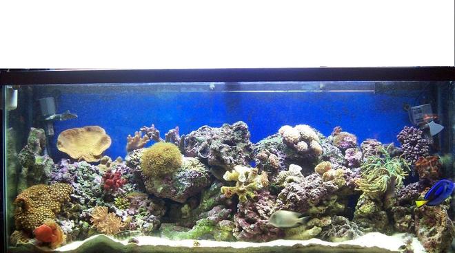 55 gallons reef tank (mostly live coral and fish) - Redone 55 gallon reef