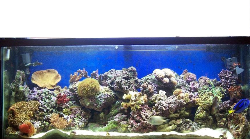 Rated #69: 55 Gallons Reef Tank - Redone 55 gallon reef