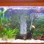 52 gallons planted tank (mostly live plants and fish) - My community tank..