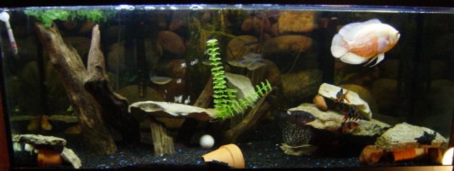 75 gallons freshwater fish tank (mostly fish and non-living decorations) - 75g Oscar/clown loach tank. Cascade 1000 cannister filter- AC70 and EMP400 HoBs.
2 300W heaters.