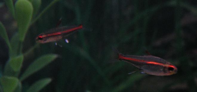 freshwater fish - hemigrammus erythrozonus - glolite tetra stocking in 55 gallons tank - Glolite Tetras; Week 3 added five