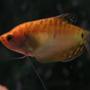 freshwater fish - trichogaster trichopterus - gold gourami stocking in 55 gallons tank - Gold Gourami; Week 2 added two