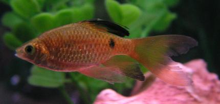 freshwater fish - puntius conchonius - rosy barb stocking in 55 gallons tank - Another Rosy Barb from Week 3