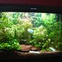 29 gallons planted tank (mostly live plants and fish) - 29g with CO2 and about 80w Fish~2 kribs, 4 longfin danios, 12 glo-light tetras, 6 celebes rainbowfish, 1 dwarf powder blue gourami, and 3 Ancistrus claro Plants~Cabomba, Hygrophila polysperma "rosanervig" , Rotala sp. "Nanjeshan" aka Mayaca selowiana, Rotala sp. "green", dwarf sag and tall sag grass