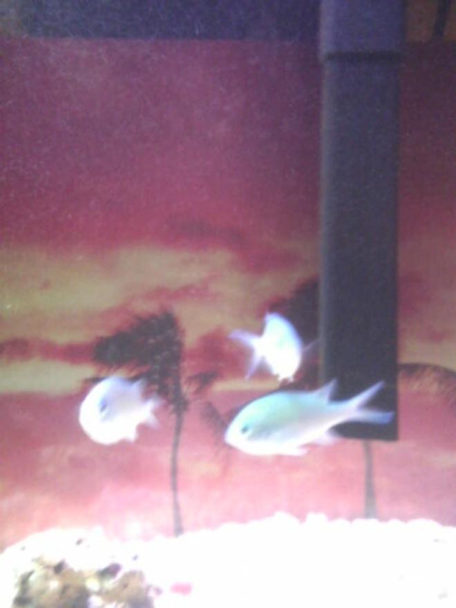 saltwater fish - chromis viridis - blue/green reef chromis stocking in 25 gallons tank - my blue/ green chrome's