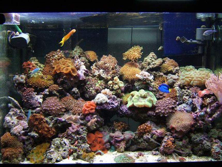 Rated #16: 65 Gallons Reef Tank - Reef Tank As Of Dec 26/06