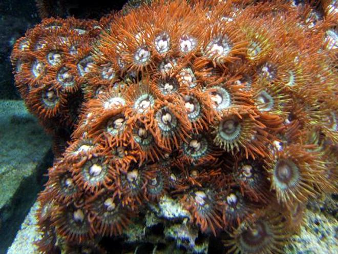 corals inverts - zoanthus sp. - flame polyps stocking in 65 gallons tank - Red Zoos