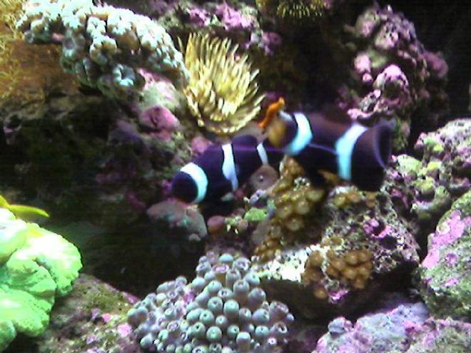 saltwater fish - amphiprion ocellaris var. - black and white ocellaris clownfish stocking in 65 gallons tank - Black Ocellaris
