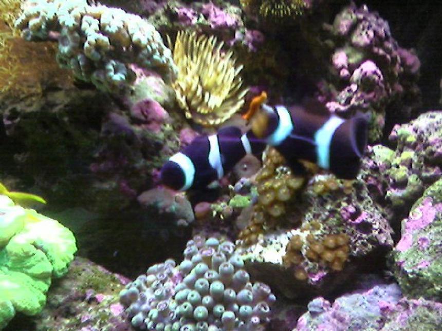 Rated #40: Saltwater Fish - Amphiprion Ocellaris Var. - Black And White Ocellaris Clownfish Stocking In 65 Gallons Tank - Black Ocellaris
