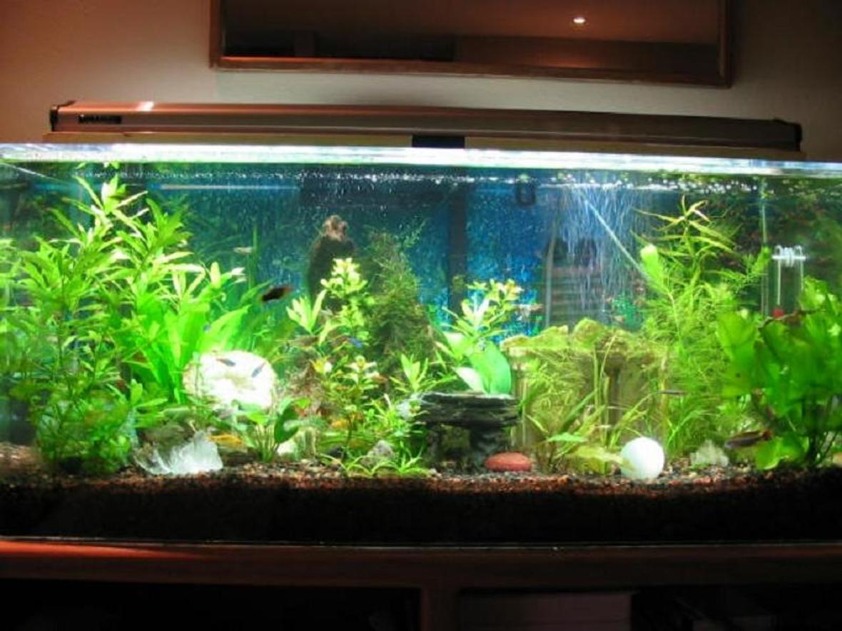 40 gallons planted tank (mostly live plants and fish) - 40 Gallon community tank