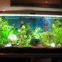 40 gallons planted tank (mostly live plants and fish) - 40 Gallon community tank