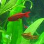 freshwater fish - puntius titteya - cherry barb stocking in 40 gallons tank - Cherry barb, male and female