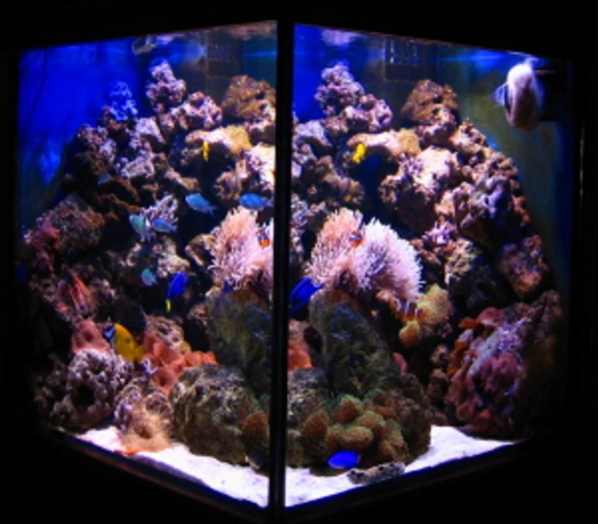 Rated #34: 112 Gallons Reef Tank - 422liter cube (75x75x75cm) with 80kg live rock and 25kg lime rock. Anemones (BTA, beaded, Rhodactis) Mushrooms, soft corals, star polyps, blue sponges, fish :)
